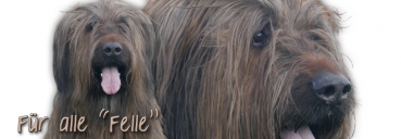 Spardose Briard (Berger de Brie) #1